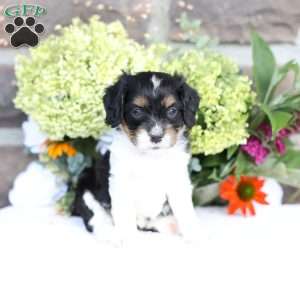 Blake, Cavapoo Puppy